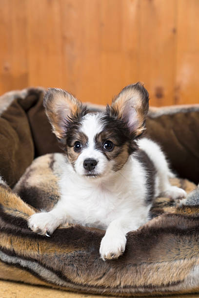 istock Papillon Puppy in bed 451658497