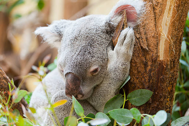 istock koala  bear sits on  branch of a tree and sleeps 451658551