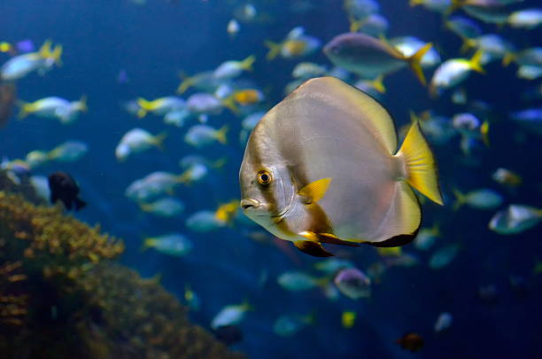 istock underwater image of tropical fishes 451665957