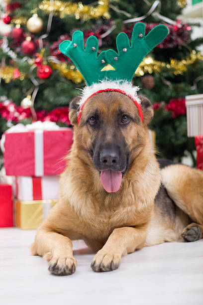 istock German shepered with deer antlers hat on Christmas Eve 451670521