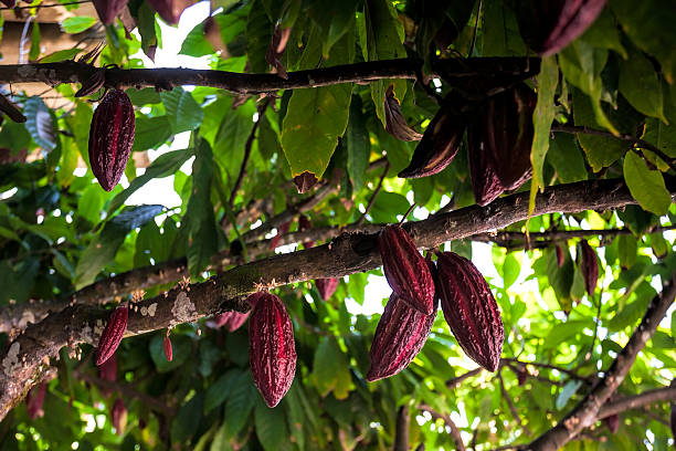 elementos de cacau na árvore - cocoa cocoa bean chocolate brazil - fotografias e filmes do acervo