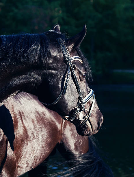 istock Beautiful black stallion portrait 451675067