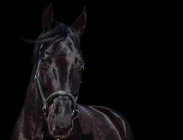 istock beautiful black horse  isolated. close-up 451675133