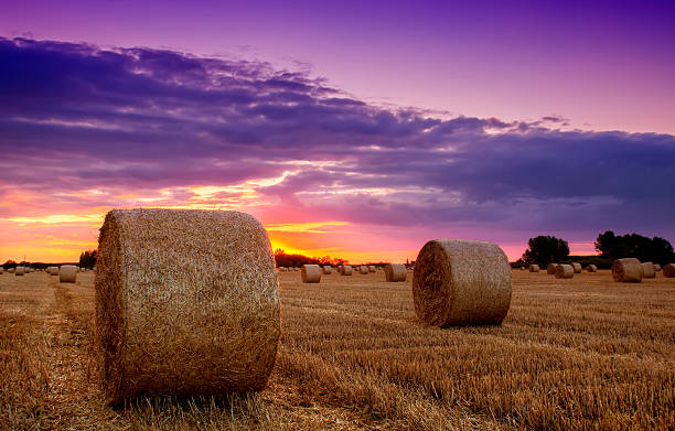 fim do dia de campo com hay bale - wheat sunset bale autumn imagens e fotografias de stock