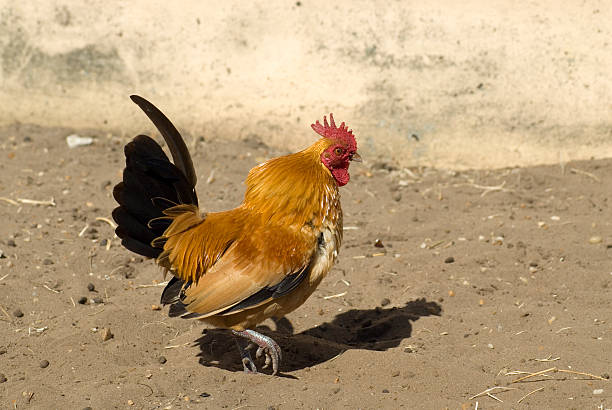 Banty Rooster Strutting Stock Photo - Download Image Now - Aggression, Bird, Chicken - Bird - iStock Banty Rooster Strutting Stock Photo - Download Image Now - Aggression, Bird, Chicken - Bird - iStock