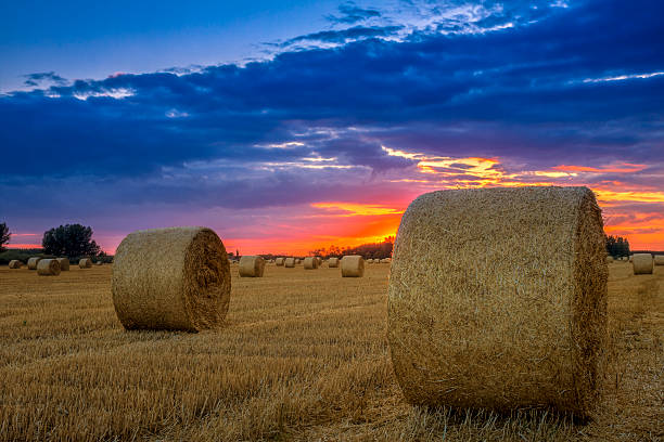 fim do dia de campo com hay bale - wheat sunset bale autumn imagens e fotografias de stock