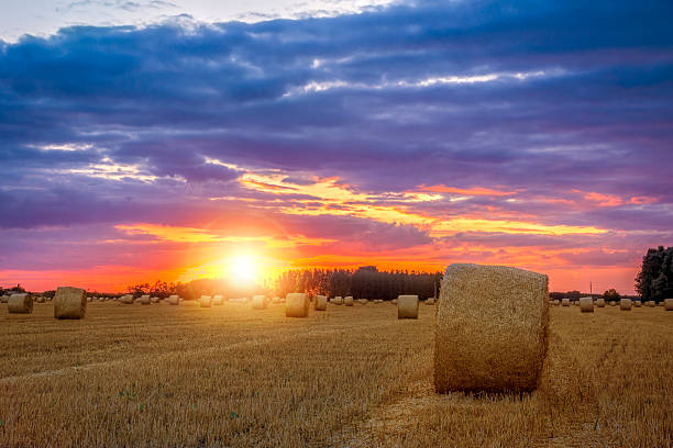 istock End of day over field with hay bale 451679699