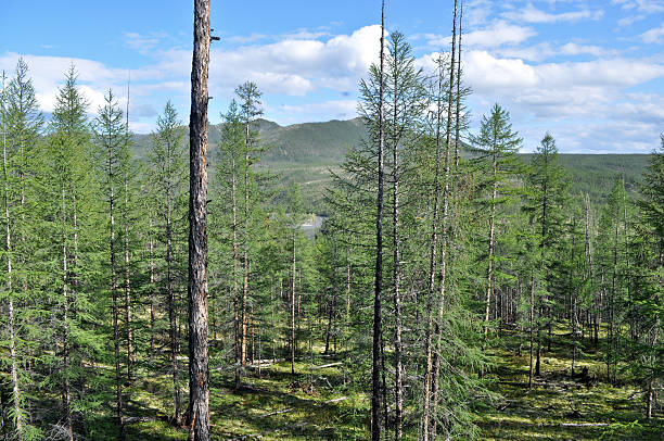 istock Larch taiga in Yakutia. 451679839
