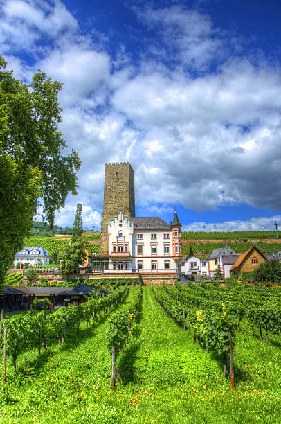 istock Vineyard, Ruedelsheim, Hessen, Germany 451680119