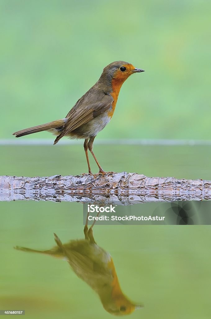 Robin. Robin reflected in the pond on green background. Animal Stock Photo