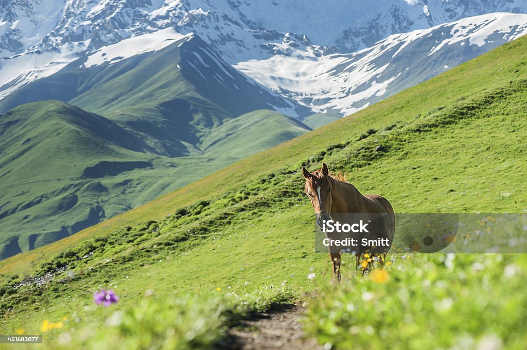 mountain brown horse in high mountains Agriculture Stock Photo