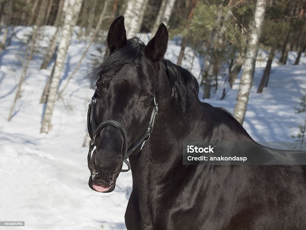 portrait of beautiful black horse. winter. outdoor Animal Stock Photo