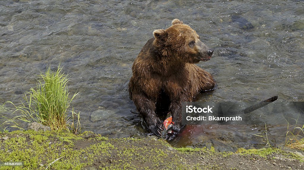 Orso bruno godersi un salmone - Foto stock royalty-free di Acqua