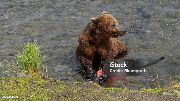 Orso Bruno Godersi Un Salmone - Fotografie stock e altre immagini di Acqua - Acqua, Alaska - Stato USA, Ambientazione esterna