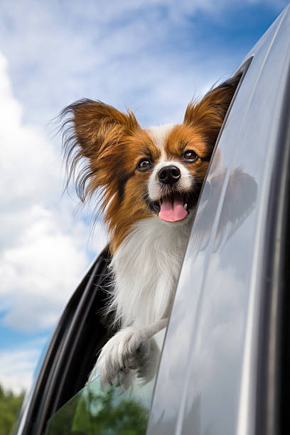 istock Papillon dog traveling in the car 451690319