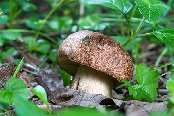 istock Porcini Mushroom in natural enviroment 451690675