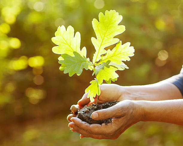 새로운 오크 나무 심기 - development tree human hand bonsai tree 뉴스 사진 이미지