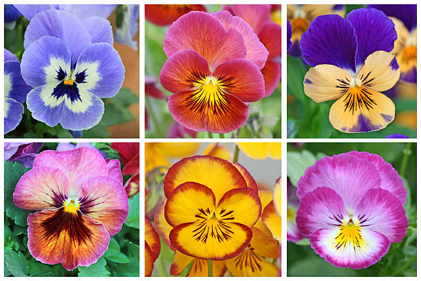 istock Collage with 6 pansy flowers 451773967