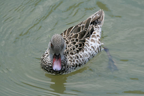 Cтоковое фото Мыс бирюзовый Dabbling Duck