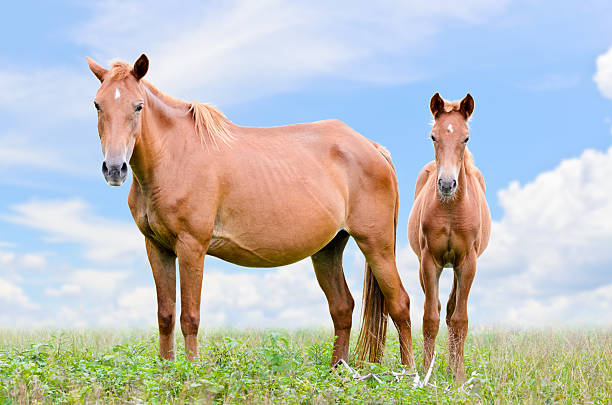 istock Brown horse and foal looking 451777683