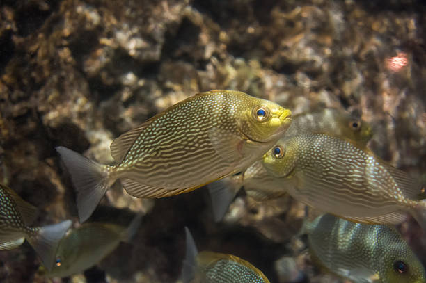 istock Beautiful fish under the sea 451778331