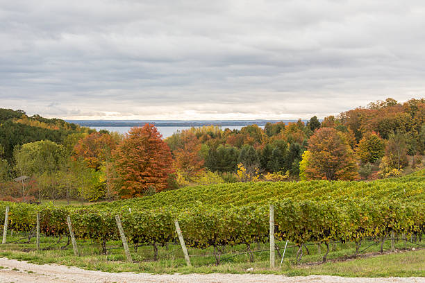 istock Michigan: Ripe Pinot Noir Wine Grapes and Fall Colors 451783981