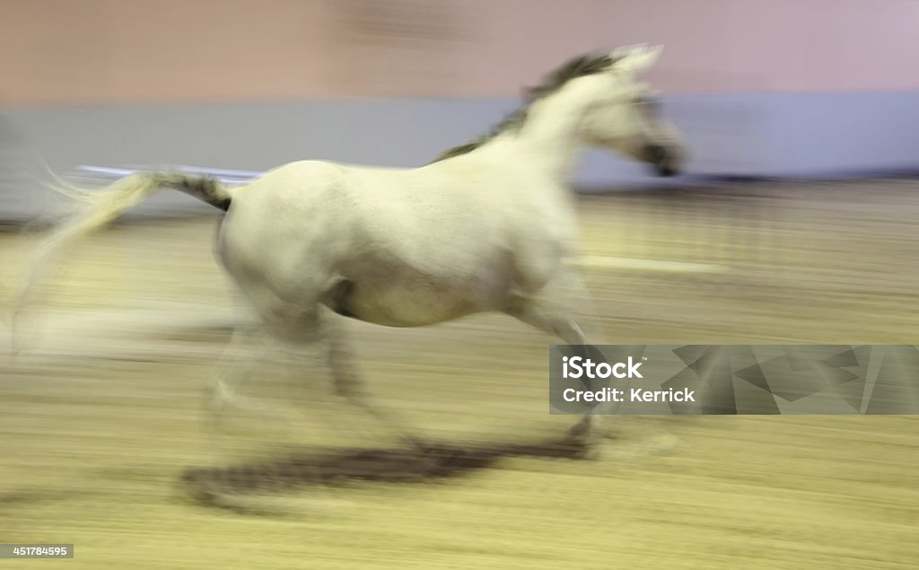 Schwenken, Bewegungsunschärfe-Pferde in - - Lizenzfrei Aktivitäten und Sport Stock-Foto