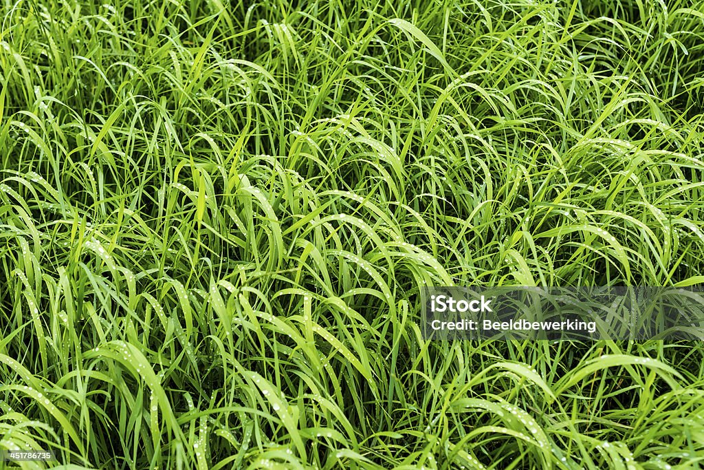 Lange nassen Gras - Lizenzfrei Bildhintergrund Stock-Foto