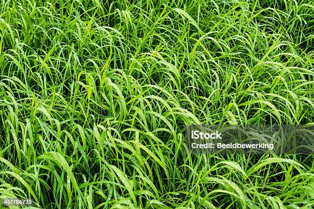 Lange Nassen Gras Stockfoto und mehr Bilder von Bildhintergrund - Bildhintergrund, Blatt - Pflanzenbestandteile, Chlorophyll