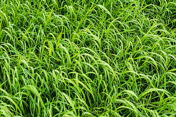 long relva molhada - long leaf grass blade of grass imagens e fotografias de stock