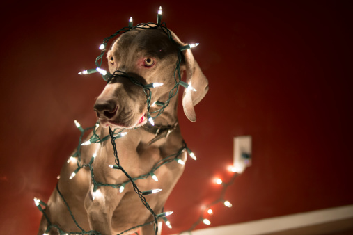 Weimaraner dog in living room tangled up in Christmas lights.