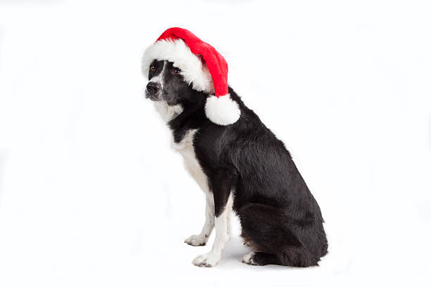 犬のクリスマスサンタ帽子 austrailian シェパードフェスティブホリデーキャンペーン yule ホリデー pet - austrailian ストックフォトと画像