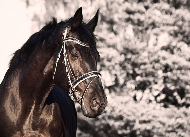 istock Beautiful black stallion portrait 451788395
