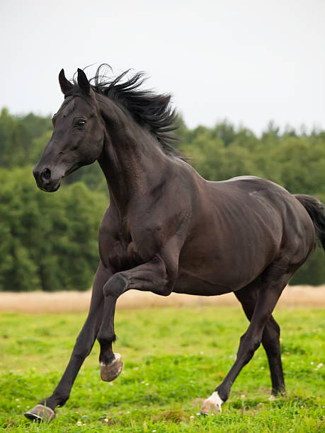 istock Galloping beautiful black stallion in the meadow 451792161