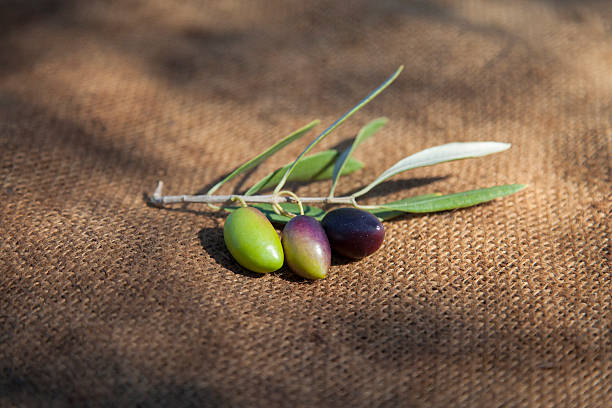 зеленый и фиолетовый и черный маслина каламата - calamata olive стоковые фото и изображения