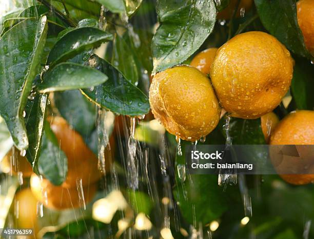 Ripe Orange On A Tree Stock Photo - Download Image Now - Agriculture, Beauty In Nature, Branch - Plant Part