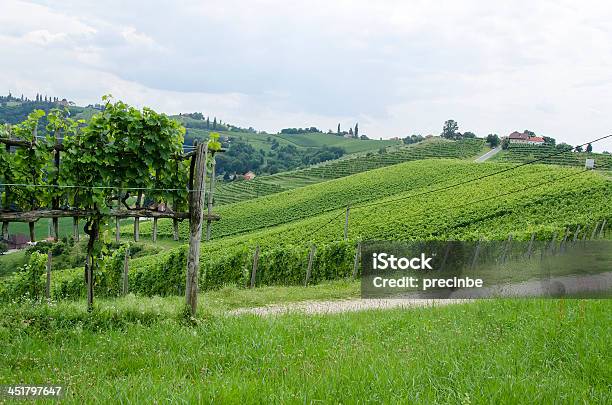 Vineyard Stockfoto und mehr Bilder von Anhöhe - Anhöhe, Fotografie, Gras