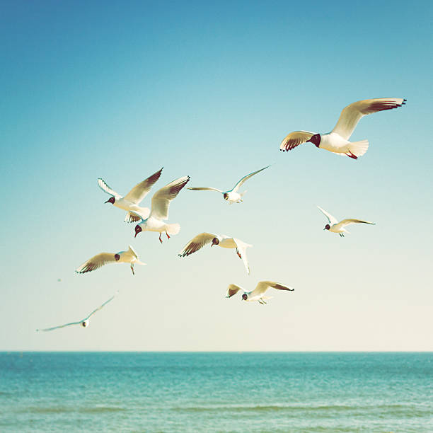 istock Black-headed gulls at the Ocean 451800585