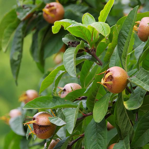 common medlar on tree common medlar fruits germanica mespilus mespilus germanica mispel stock pictures, royalty-free photos & images