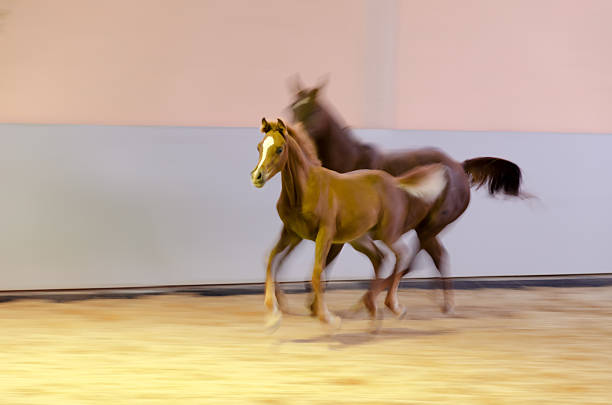 Galloping horses in extreme motion blur. Panning, defocused.Mare and foal galloping - the foal is about 5 month old. Asil Arabian horses in riding hall. 