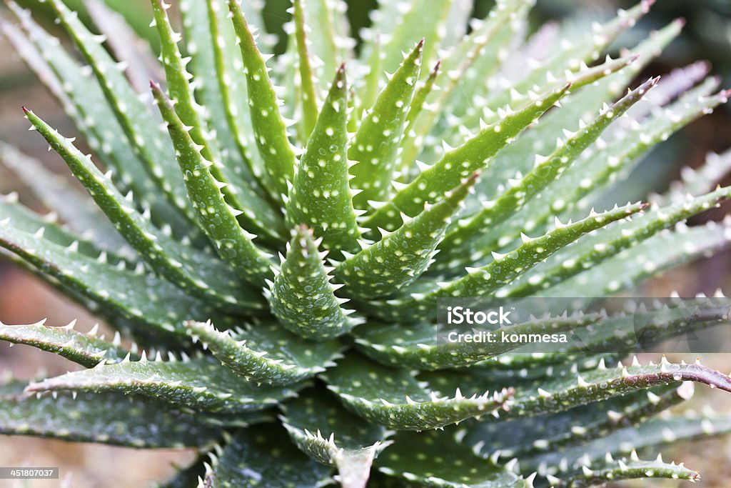 Aloe Vera Kaktus () Aloe Vera Kaktus