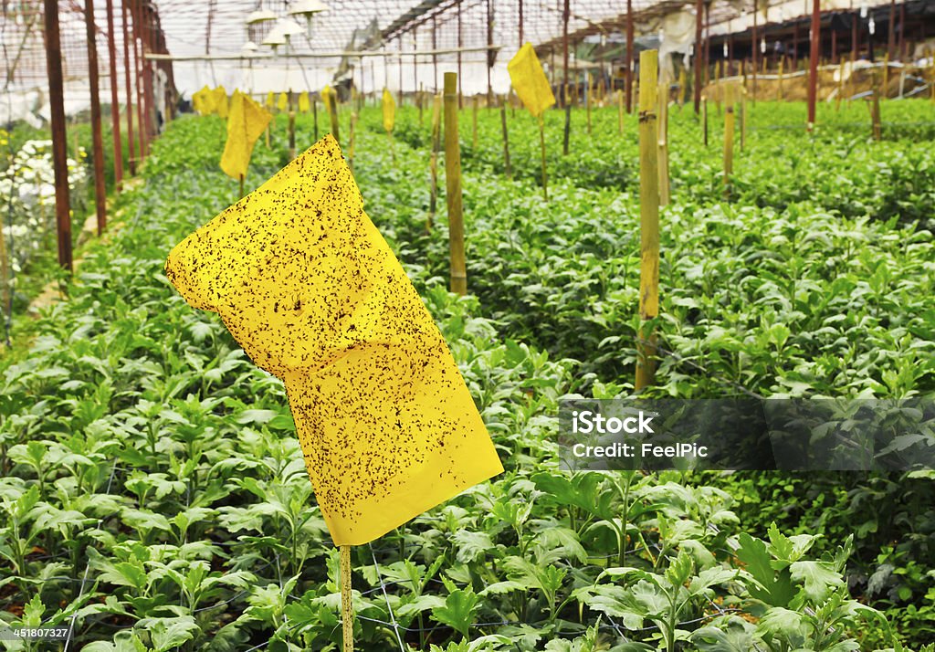 Insect trap Agriculture Stock Photo
