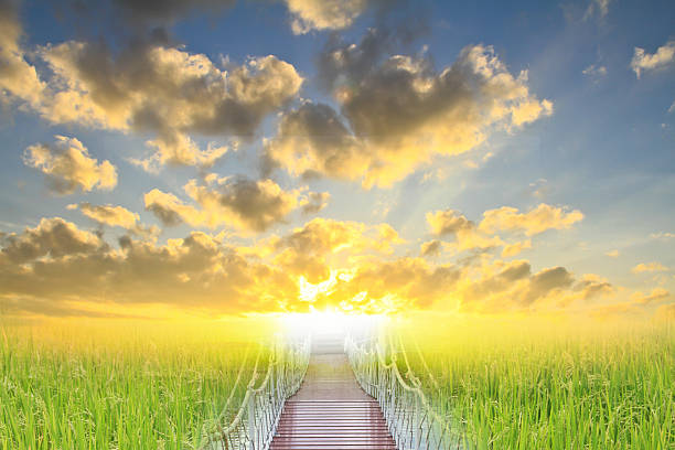 istock Sunset and field of green fresh grass under blue sky 451811163