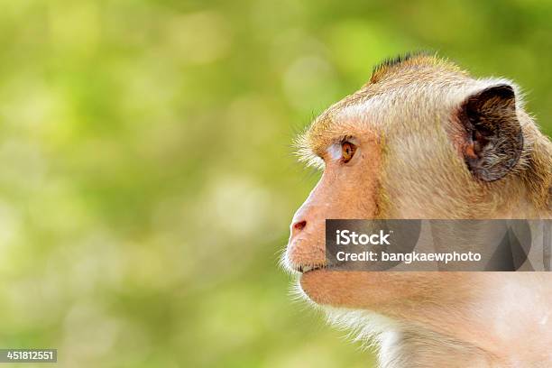 Portrait Of Young アカゲザル猿 - アジア大陸のストックフォトや画像を多数ご用意 - アジア大陸, クローズアップ, タイ王国