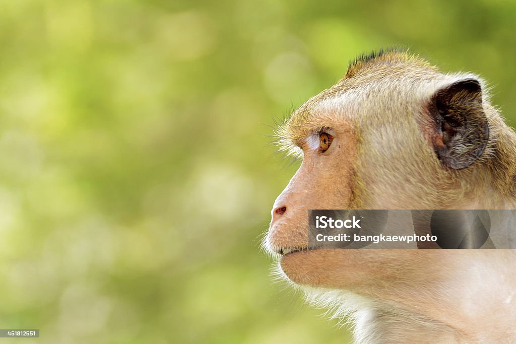 Portret młodego Rezus monkey - Zbiór zdjęć royalty-free (Azja)