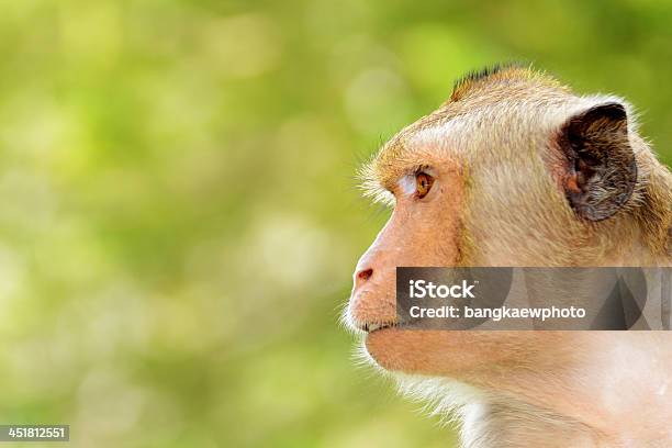 Portret Młodego Rezus Monkey - zdjęcia stockowe i więcej obrazów Azja - Azja, Bezpośrednio poniżej, Brzydota