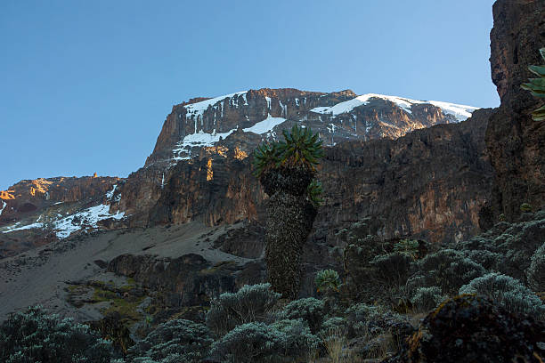 Kilimanjaro, view from Barranco Wall stock photo