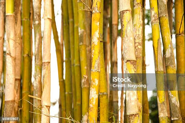 Foto de Jardim De Bambu e mais fotos de stock de Abstrato - Abstrato, Amarelo, Artigo de decoração