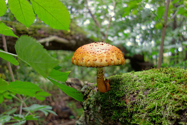 istock Mushrooms in the forest 451817957