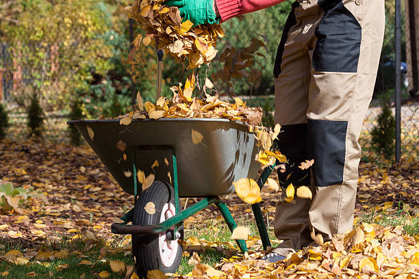 istock Wheelbarrow full of leaves 451818979